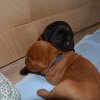 3 Woche